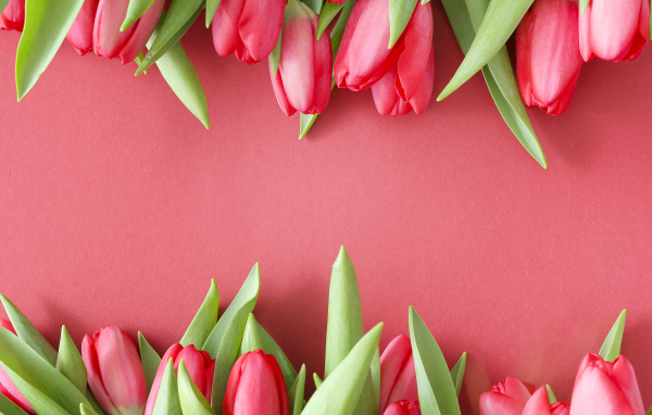 Красивые свежие тюльпаны на розовом фоне