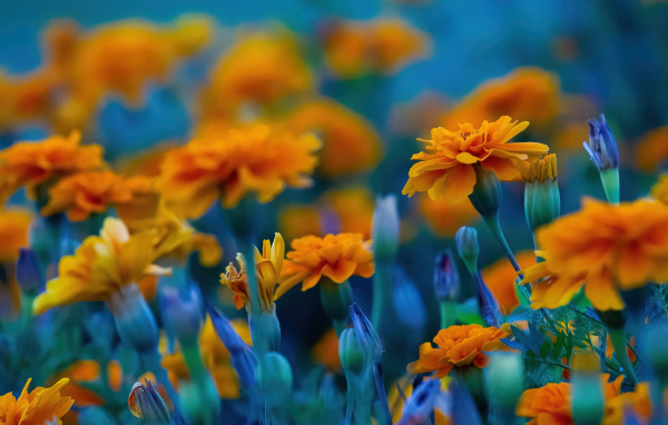 Красивые цветы бархатцы крупным планом