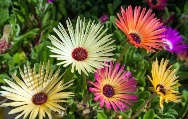 Красивые разноцветные цветы остеоспермум