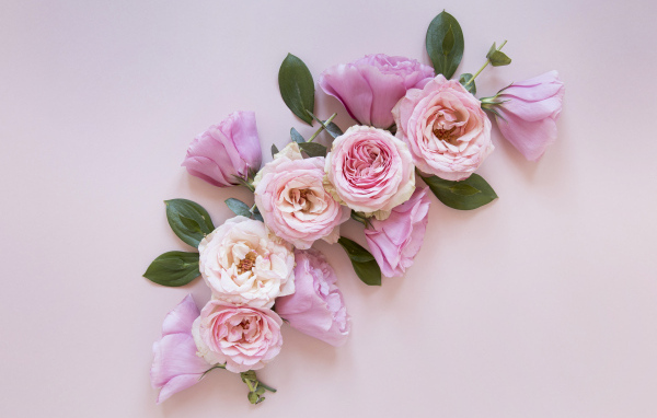 Красивые розовые цветы на сером фоне