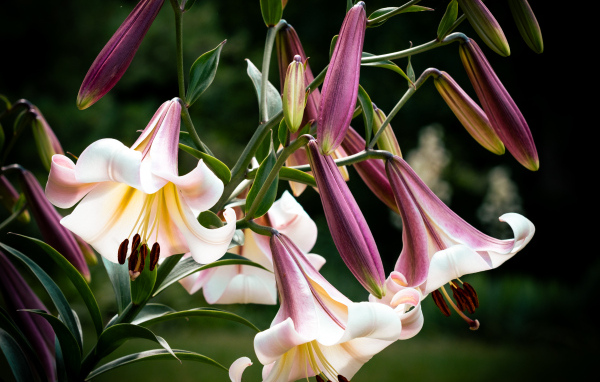 Красивые розовые цветы лилии крупным планом