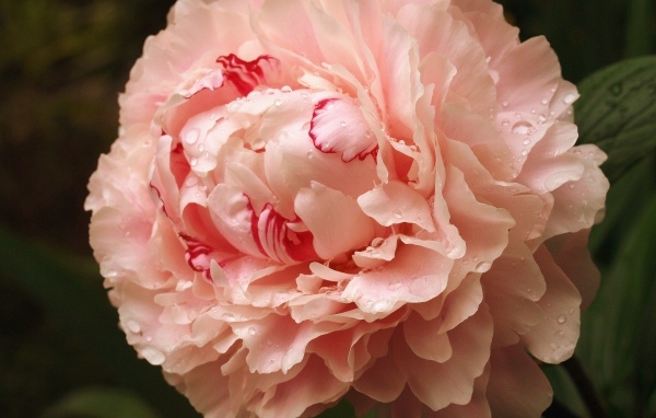 Красивый розовый пион в каплях росы