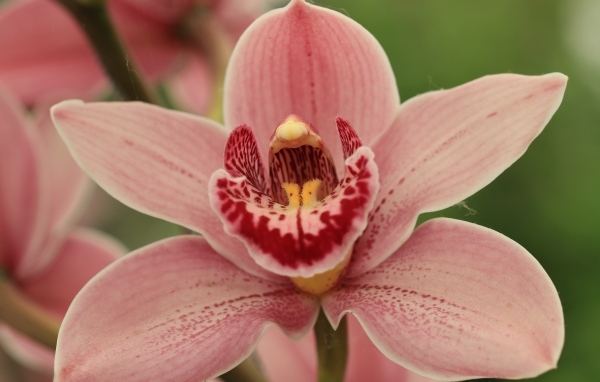 Красивая розовая орхидея фаленопсис крупным планом