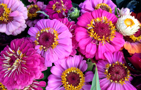 Красивые розовые цветы цинния