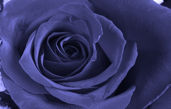 Красивая фиолетовая роза крупным планом