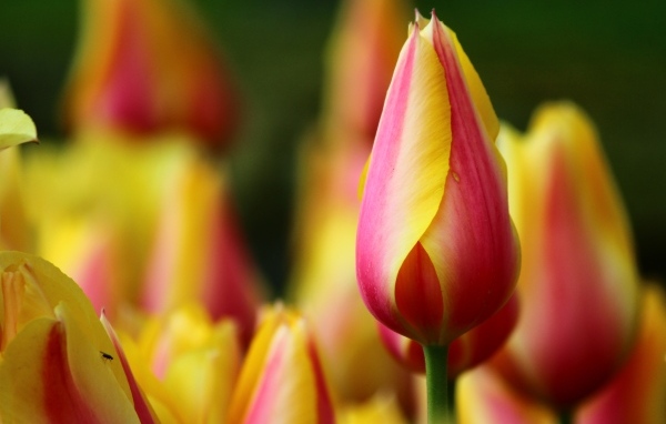 Красивый красный тюльпан с желтыми краями на лепестках