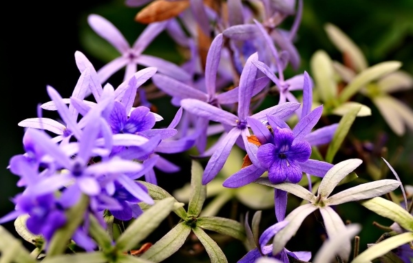 Красивые маленькие сиреневые цветы