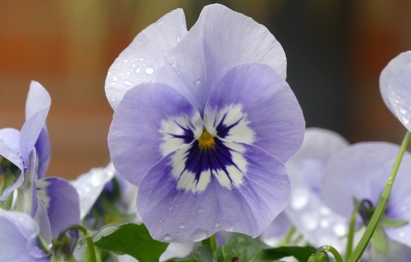 Красивый маленький цветок Анютины глазки крупным планом