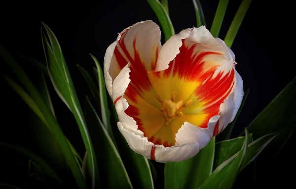 Красивый тюльпан с зелеными листьями на черном фоне