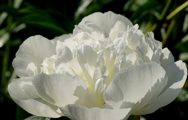 Красивый белый пион в каплях росы