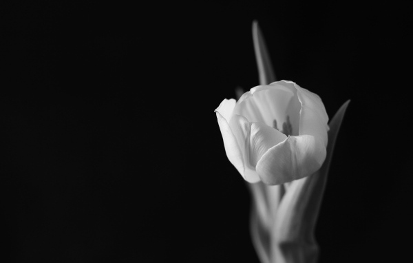 Черно-белое фото тюльпана