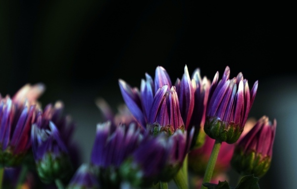 Распускающиеся сиреневые цветы хризантемы