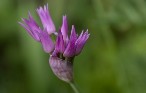 Распускающийся сиреневый цветок африканского лука