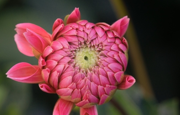 Распускающийся розовый цветок георгина