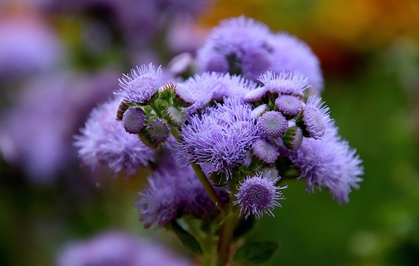 Синие цветы агератум на клумбе