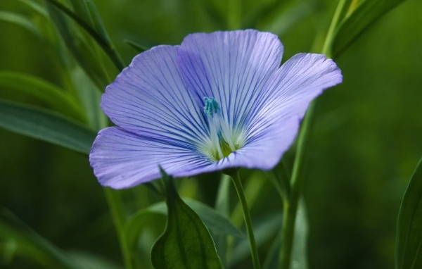 Голубой цветок льна в зеленой траве