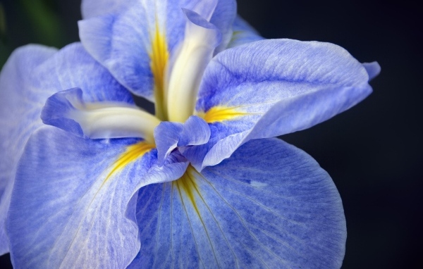 Синий цветок ириса на черном фоне крупным планом