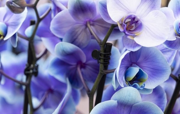 Голубые цветы орхидеи крупным планом