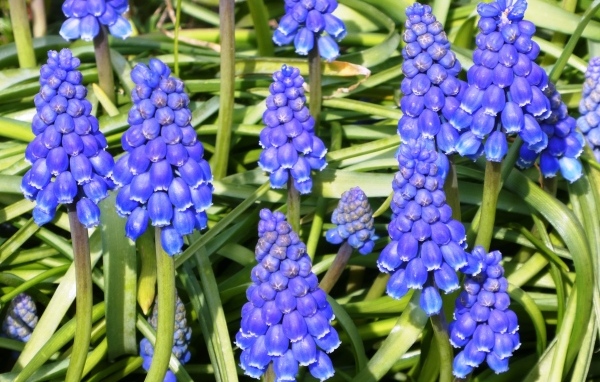 Синие маленькие садовые цветы мускари крупным планом