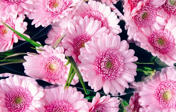Букет красивых розовых цветов герберы