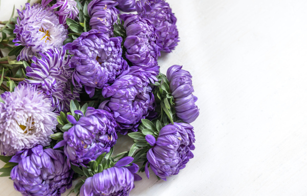Букет фиолетовых цветов астры на белом фоне
