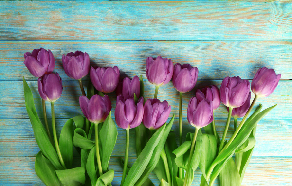 Букет фиолетовых тюльпанов на голубом столе