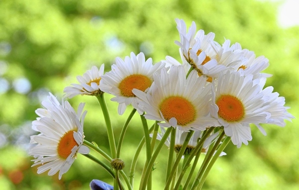 Букет белых ромашке с желтой серединкой