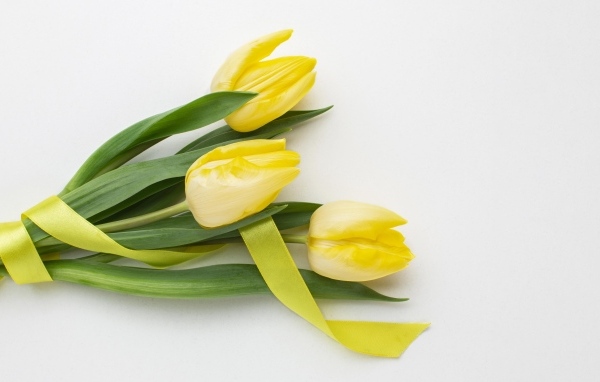 Букет желтых тюльпанов с ленточкой на сером фоне