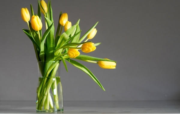 Букет желтых тюпанов с стеклянной вазе на сером фоне