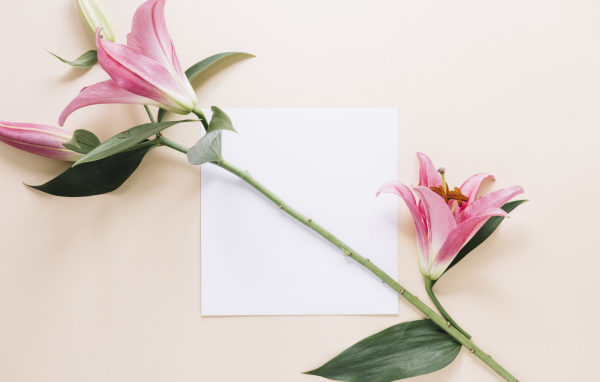 Ветка розовых лилий с листом бумаги на розовом фоне