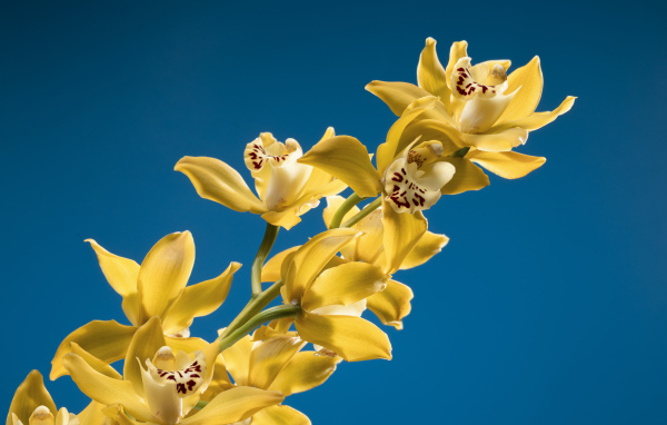Ветка желтых цветов орхидеи на синем фоне