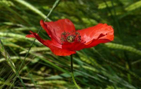 Яркий алый мак в зеленой траве вблизи