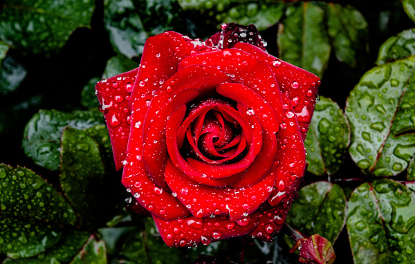 Яркая алая роза в каплях дождя с зелеными листьями