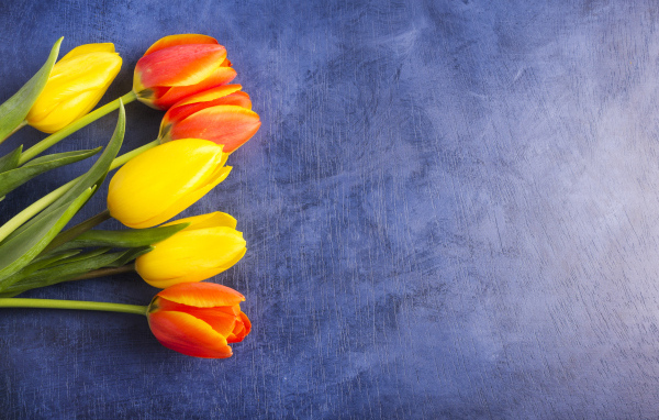 Яркие тюльпаны на синем фоне