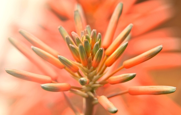 Бутоны оранжевого комнатного цветка лилии