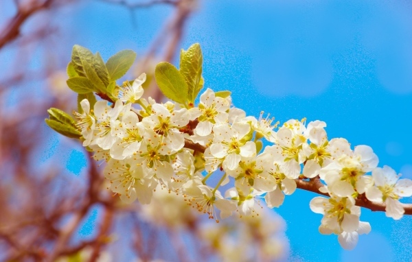 Ветка черешни с крупными цветами на фоне неба