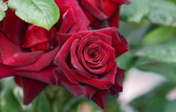 Бордовые чайные розы на клумбе крупным планом