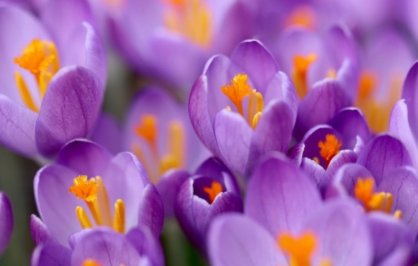 Крокусы на клумбе крупным планом