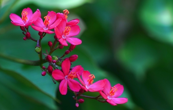 Милые розовые цветы перегринас крупным планом