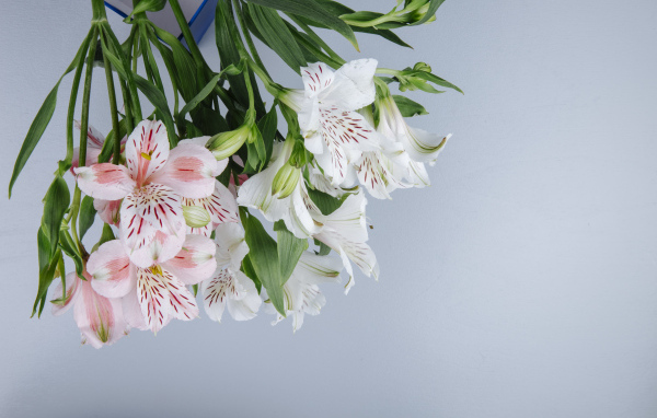 Нежные цветы альстромерии на сером фоне