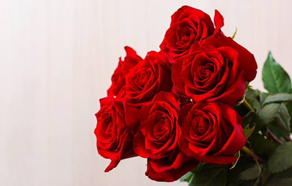 Нежные красивые красные розы на сером фоне