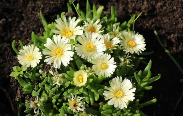 Нежные садовые цветы очиток на клумбе