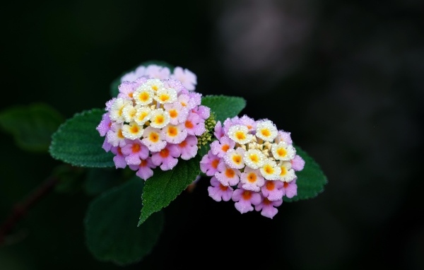 Нежные сиреневые цветы лантана