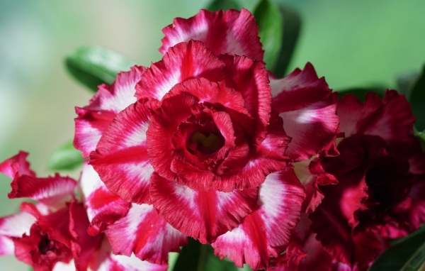 Нежные лепестки цветка адениум