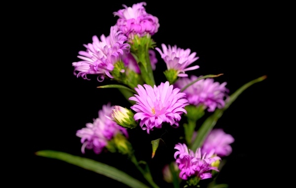 Нежные розовые цветы сентябринка на черном фоне
