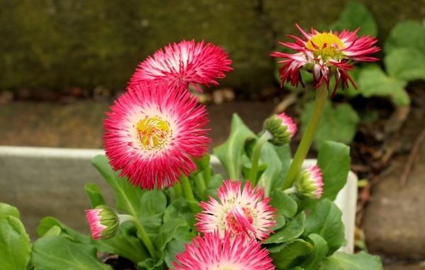 Нежные розовые маргаритки крупным планом