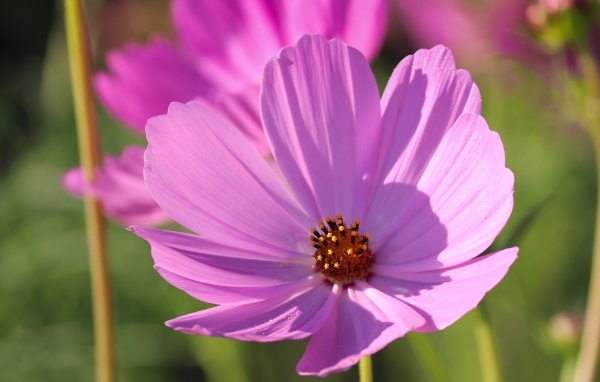 Нежный розовый садовый цветок космея в лучах солнца