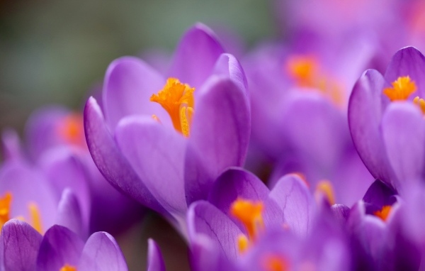 Нежные маленькие лепестки фиолетового крокуса