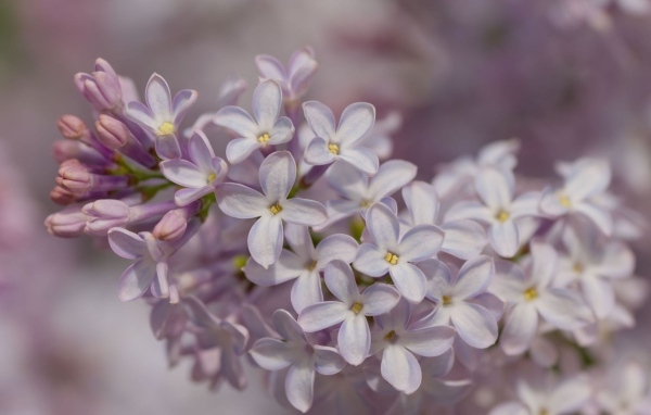 Нежные весенние цветы сирени