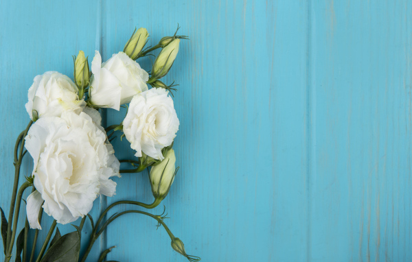 Нежная белая эустома на голубом фоне